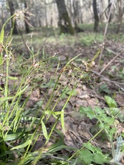Luzula pilosa