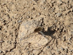 Bombylius fimbriatus