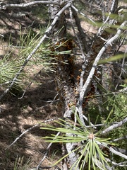 Arceuthobium vaginatum cryptopodum