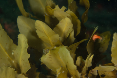 Sargassum incisifolium