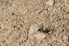 Bombylius fimbriatus