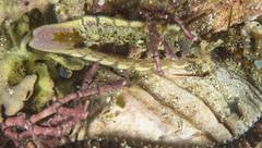 Glyptidotea lichtensteini