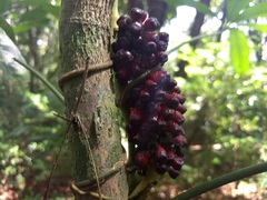 Anthurium pentaphyllum
