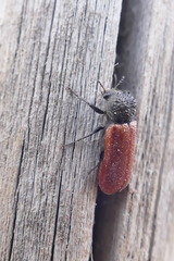 Bostrichus capucinus