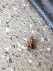 Parcoblatta americana