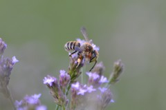 Megachile albitarsis