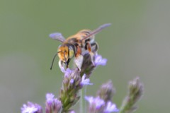 Megachile albitarsis