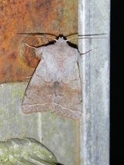Orthosia opima