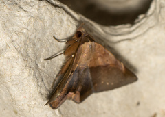 Psimada quadripennis