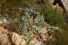 Leucadendron cordatum