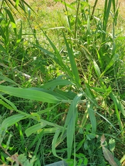 Scleria microcarpa