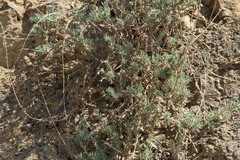 Camphorosma monspeliaca