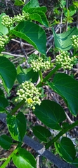 Cissus tiliacea