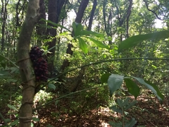 Anthurium pentaphyllum