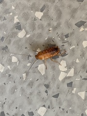 Parcoblatta americana