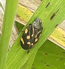 Isozulia christenseni