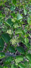 Cissus tiliacea