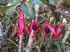 Fuchsia magellanica image