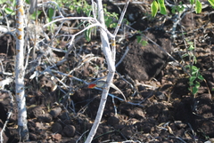 Microlophus barringtonensis