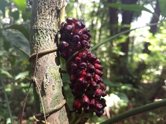 Anthurium pentaphyllum