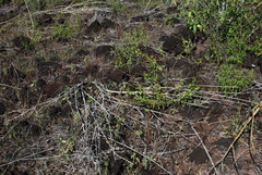 Amaranthus squamulatus