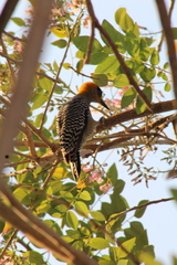 Melanerpes chrysogenys