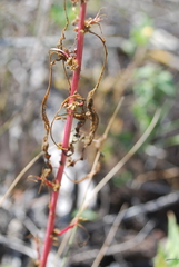 Amaranthus squamulatus
