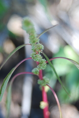 Amaranthus squamulatus