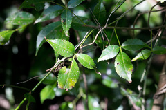 Commiphora woodii