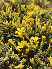 Hypericum aegypticum