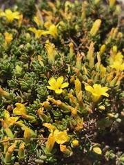 Hypericum aegypticum