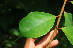 Erycibe paniculata
