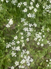 Anthriscus sylvestris