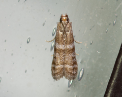 Ortholepis pasadamia