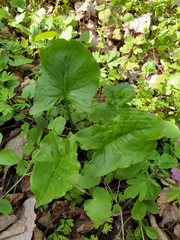 Arum besserianum
