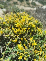 Hypericum aegypticum