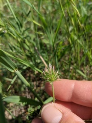 Trifolium leucanthum