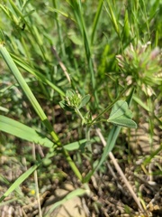 Trifolium leucanthum