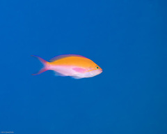 Nemanthias bicolor
