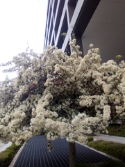 Magnoliopsida