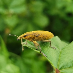 Lixus pulverulentus