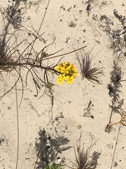 Erysimum teretifolium