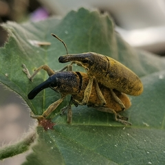 Lixus pulverulentus