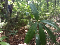 Anthurium pentaphyllum