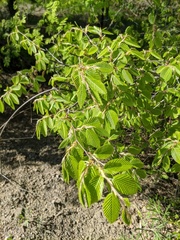 Carpinus orientalis