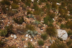 Leucospermum cordatum