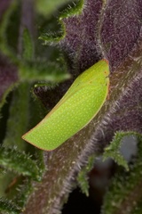 Siphanta acuta