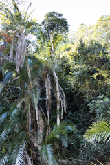 Cussonia sphaerocephala