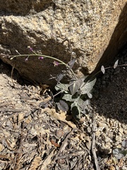 Caulanthus amplexicaulis