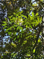 Heptapleurum arboricola